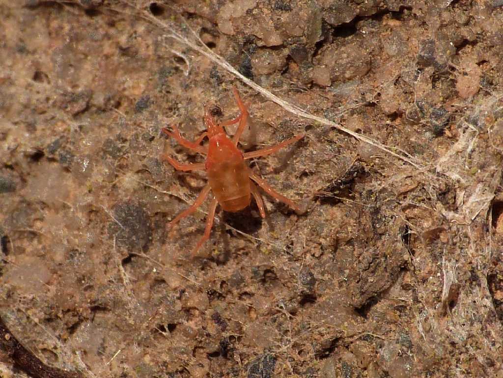 Acaro Bdellidae color arancio - Tolfa (RM)